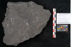 Foto (Objekt + Etikett) von Senftenbergia crenata Lindl. et H. (NHMW-GEO-2024-0188-10944)